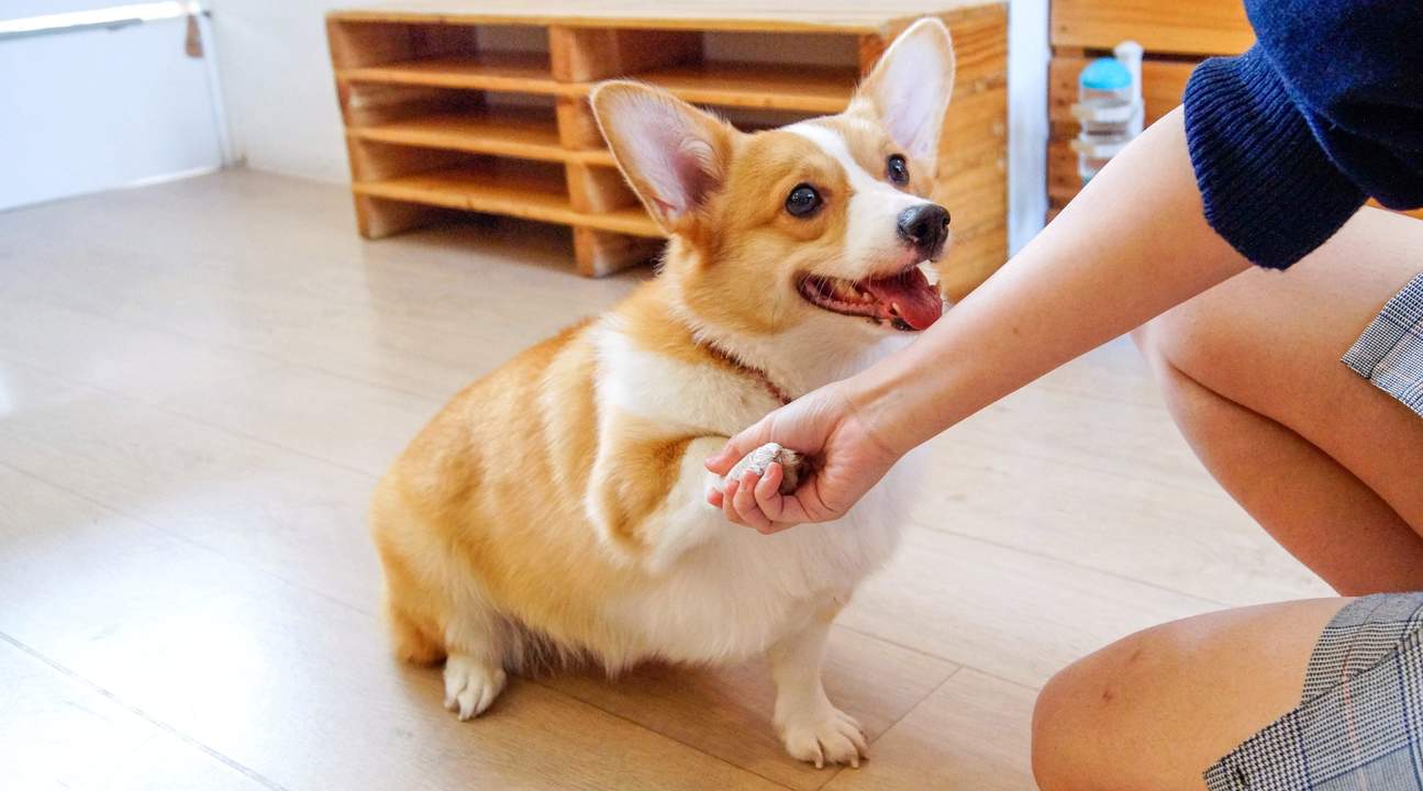 Dog cafe bugis sale